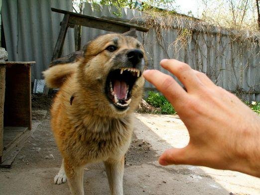 ҲОРӢ- БЕМОРИИ МАРГОВАР