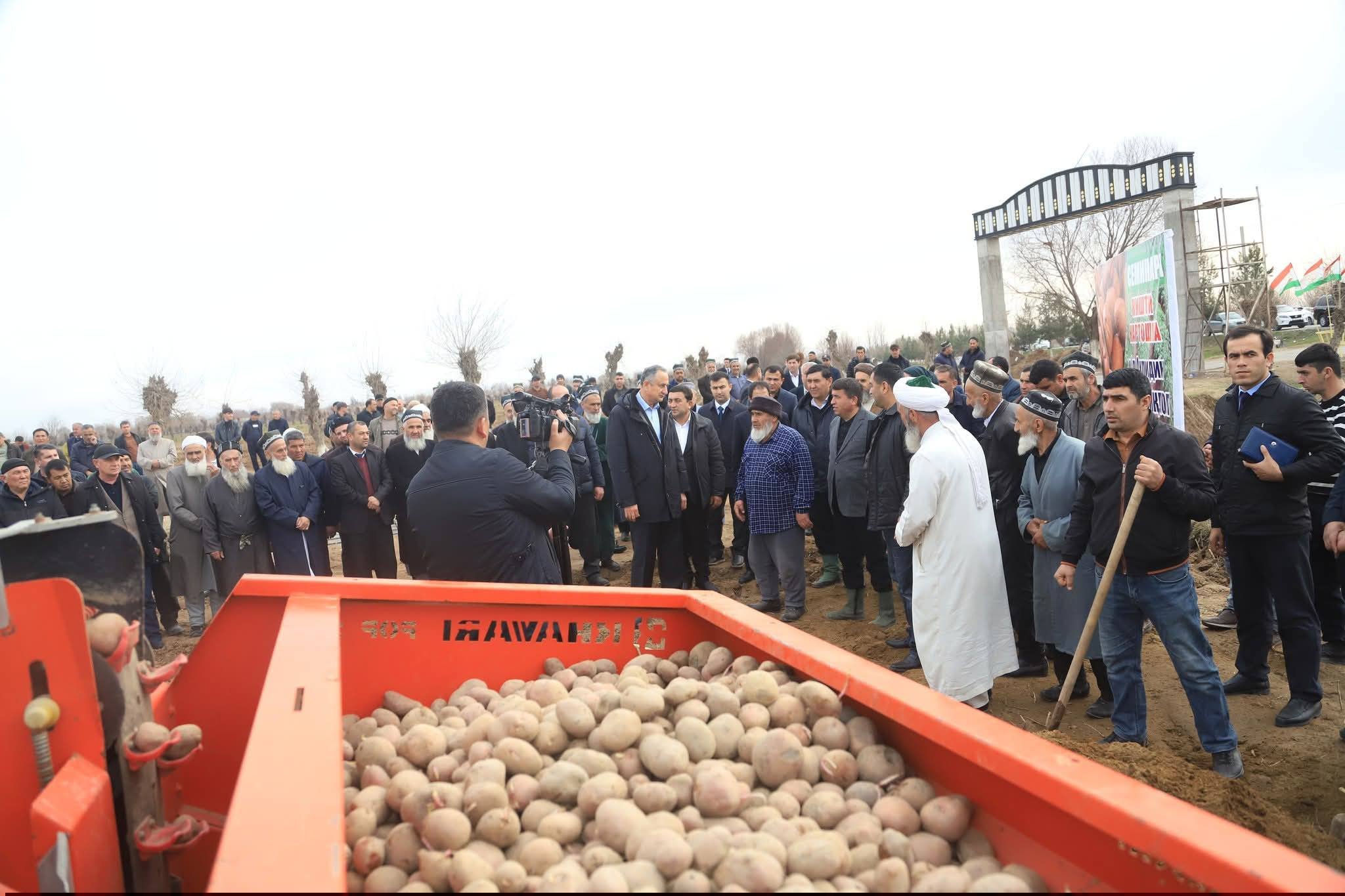 Ҷайҳун: вусъати кишти картошка ва таваҷҷуҳ ба ҳосилнокии баланд