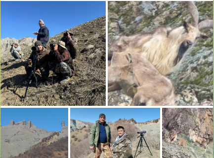 ЭКСПЕДИТСИЯИ МУШТАРАК БАРОИ БАҲИСОБГИРИИ САРШУМОРИ БУЗИ МОРХӮР ДАР МИНТАҚАҲОИ ҶАНУБИ ТОҶИКИСТОН